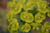 des fleurs