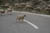 mountain sheep