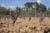 domaine tempier